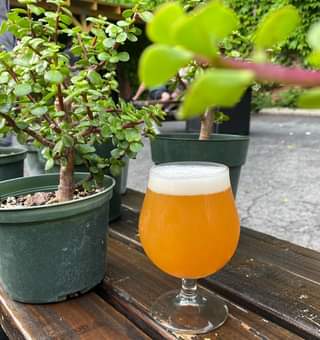 It’s a beautiful day for #Bonsai on the patio!